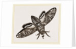 Death's-Head Hawk-Moth by Anonymous