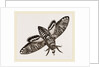 Death's-Head Hawk-Moth by Anonymous