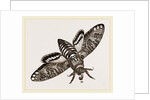 Death's-Head Hawk-Moth by Anonymous