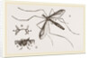 Father Long-legs by Anonymous