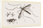 Father Long-legs by Anonymous