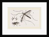 Father Long-legs by Anonymous