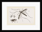 Father Long-legs by Anonymous