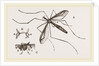 Father Long-legs by Anonymous