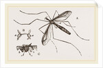 Father Long-legs by Anonymous