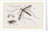 Father Long-legs by Anonymous