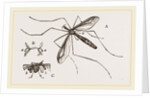 Father Long-legs by Anonymous