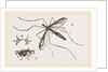 Father Long-legs by Anonymous