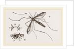 Father Long-legs by Anonymous