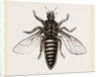 Under Surface of Two-winged Insect by Anonymous