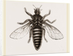 Under Surface of Two-winged Insect by Anonymous