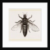 Under Surface of Two-winged Insect by Anonymous