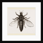 Under Surface of Two-winged Insect by Anonymous