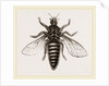Under Surface of Two-winged Insect by Anonymous