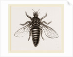 Under Surface of Two-winged Insect by Anonymous