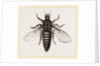 Under Surface of Two-winged Insect by Anonymous