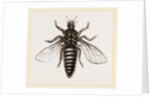 Under Surface of Two-winged Insect by Anonymous