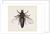 Under Surface of Two-winged Insect by Anonymous