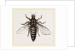 Under Surface of Two-winged Insect by Anonymous