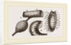 Details of Rhinoceros Beetle by Anonymous