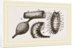 Details of Rhinoceros Beetle by Anonymous