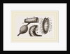 Details of Rhinoceros Beetle by Anonymous