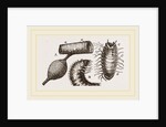 Details of Rhinoceros Beetle by Anonymous