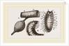 Details of Rhinoceros Beetle by Anonymous