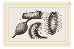 Details of Rhinoceros Beetle by Anonymous