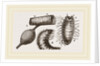 Details of Rhinoceros Beetle by Anonymous