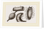 Details of Rhinoceros Beetle by Anonymous