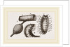 Details of Rhinoceros Beetle by Anonymous