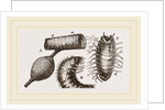 Details of Rhinoceros Beetle by Anonymous