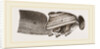Muscles of Flight by Anonymous