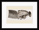 Muscles of Flight by Anonymous