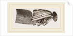 Muscles of Flight by Anonymous