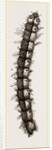 Caterpillar and Viscera of Tortoiseshell Butterfly by Anonymous