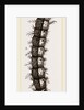 Caterpillar and Viscera of Tortoiseshell Butterfly by Anonymous