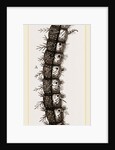 Caterpillar and Viscera of Tortoiseshell Butterfly by Anonymous