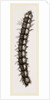 Caterpillar and Viscera of Tortoiseshell Butterfly by Anonymous