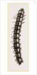 Caterpillar and Viscera of Tortoiseshell Butterfly by Anonymous