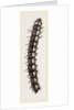 Caterpillar and Viscera of Tortoiseshell Butterfly by Anonymous