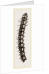 Caterpillar and Viscera of Tortoiseshell Butterfly by Anonymous