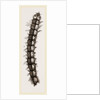 Caterpillar and Viscera of Tortoiseshell Butterfly by Anonymous