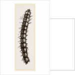 Caterpillar and Viscera of Tortoiseshell Butterfly by Anonymous