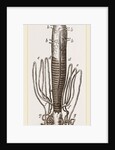 Caterpillar and Viscera of Tortoiseshell Butterfly by Anonymous