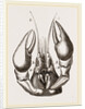 Head of Lobster by Anonymous