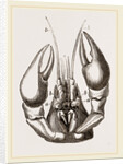 Head of Lobster by Anonymous