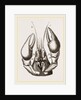 Head of Lobster by Anonymous