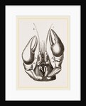 Head of Lobster by Anonymous